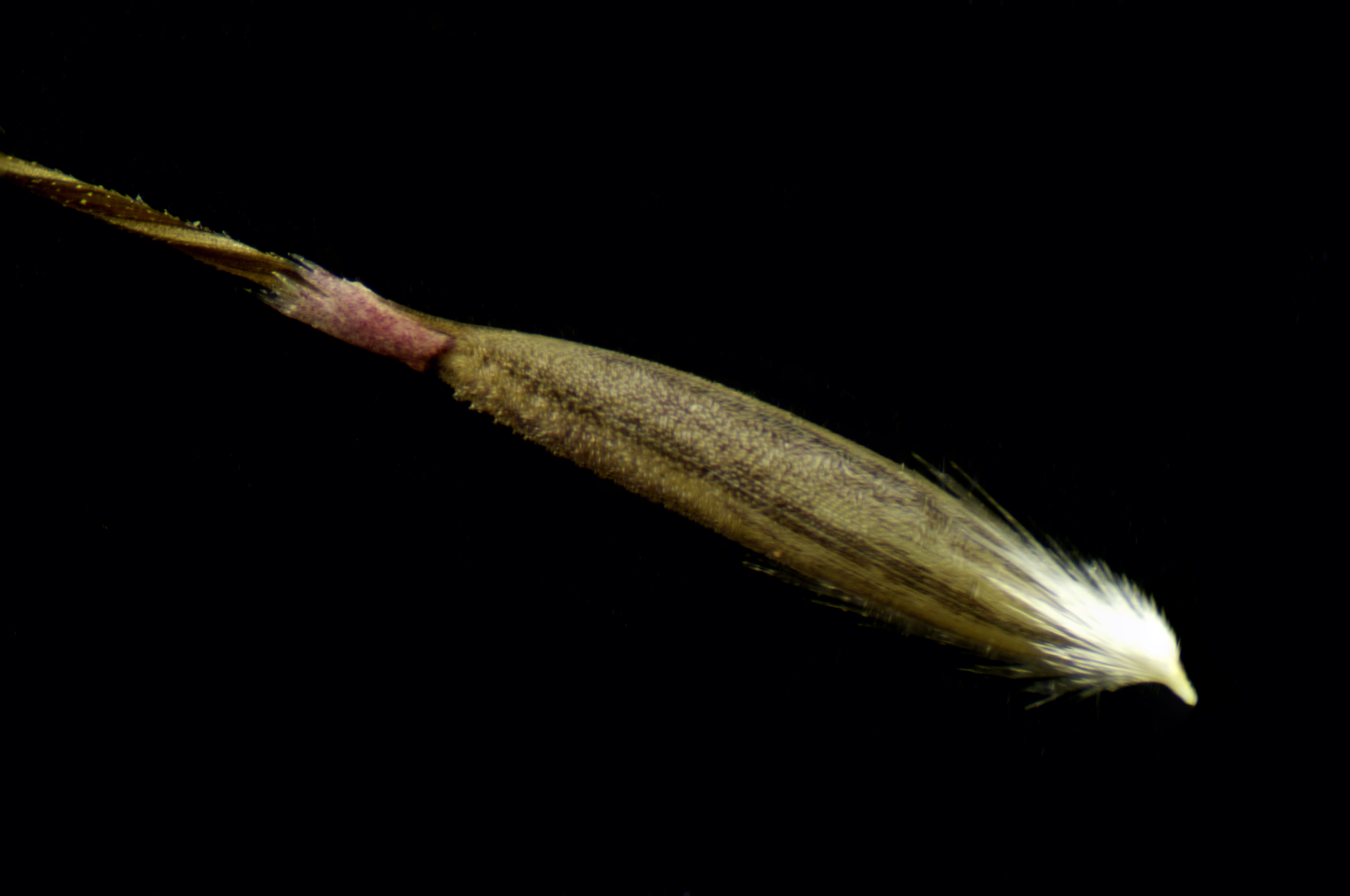 Nassella hyalina