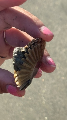 Leopecten diegensis observed 2025-11-03