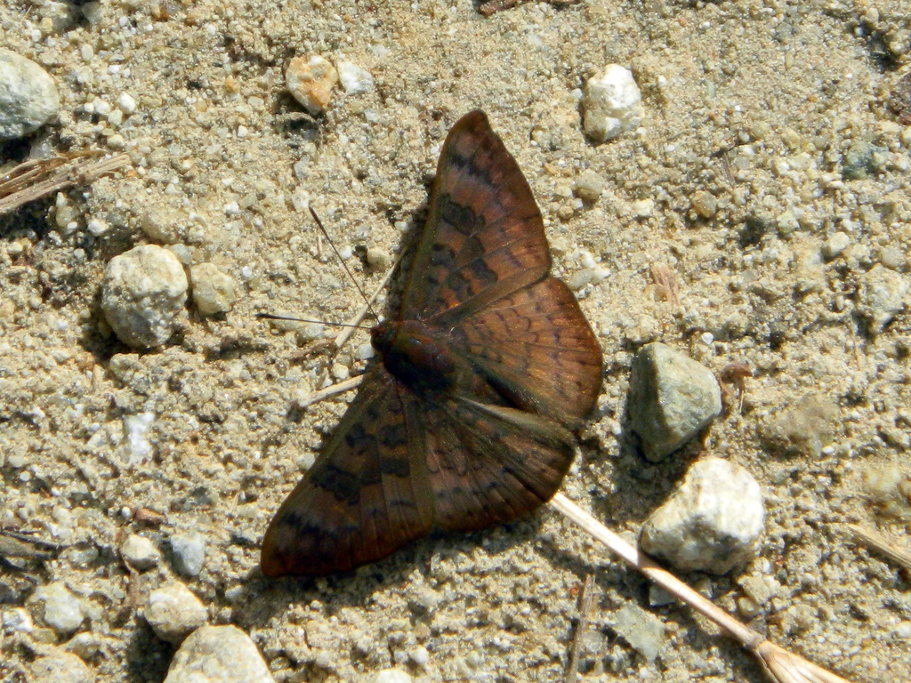 Emesis tegula