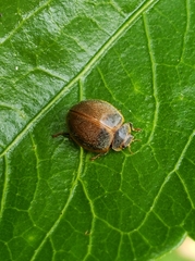 Adira obscurocincta