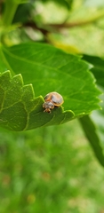 Adira obscurocincta