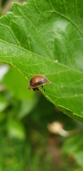 Adira obscurocincta