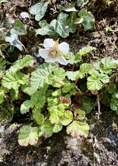 Rubus nepalensis, photograph (c) Dr. Alexey Yakovlev, some rights reserved (CC BY)