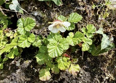 Rubus nepalensis