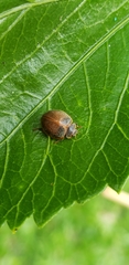 Adira obscurocincta