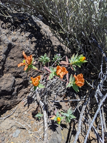 Hypericum lanceolatum (Hypericum lanceolatum)