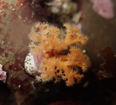 Themiste pyroides