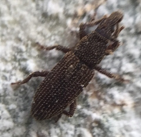 Pholidoforus advena