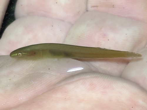 Kelp-zuigvis (Rimicola muscarum) — Gobiesocidae — 3