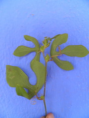 Passiflora juliana