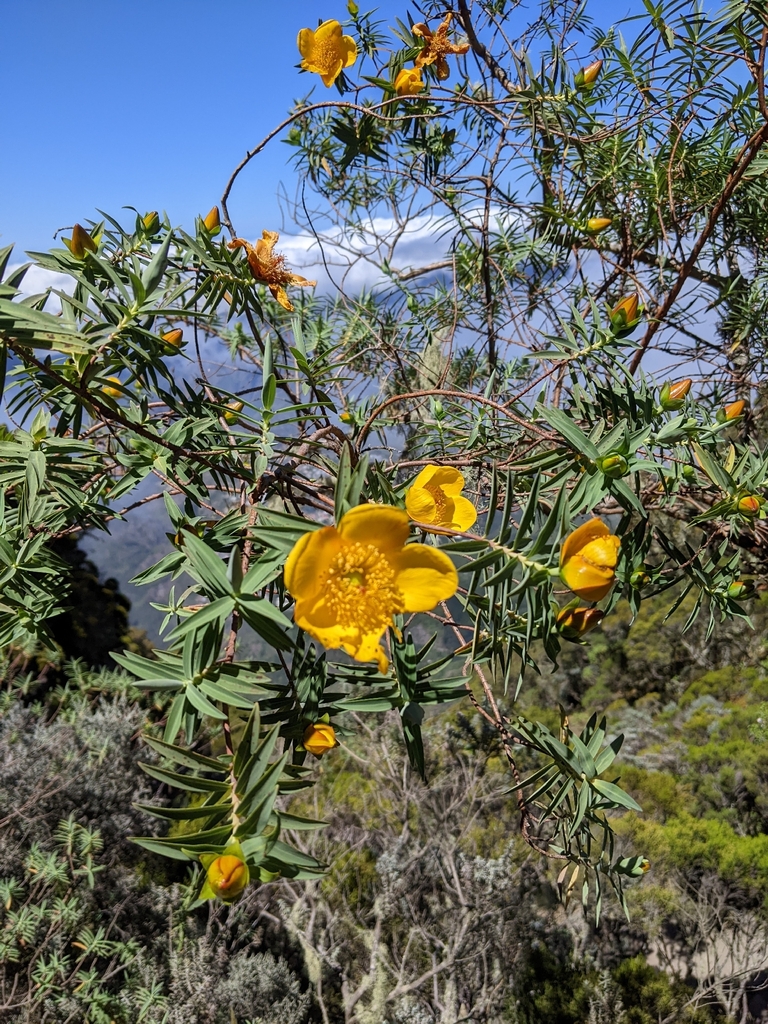 Hypericum lanceolatum (Hypericum lanceolatum)
