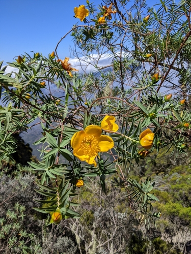 Hypericum lanceolatum, photograph 6