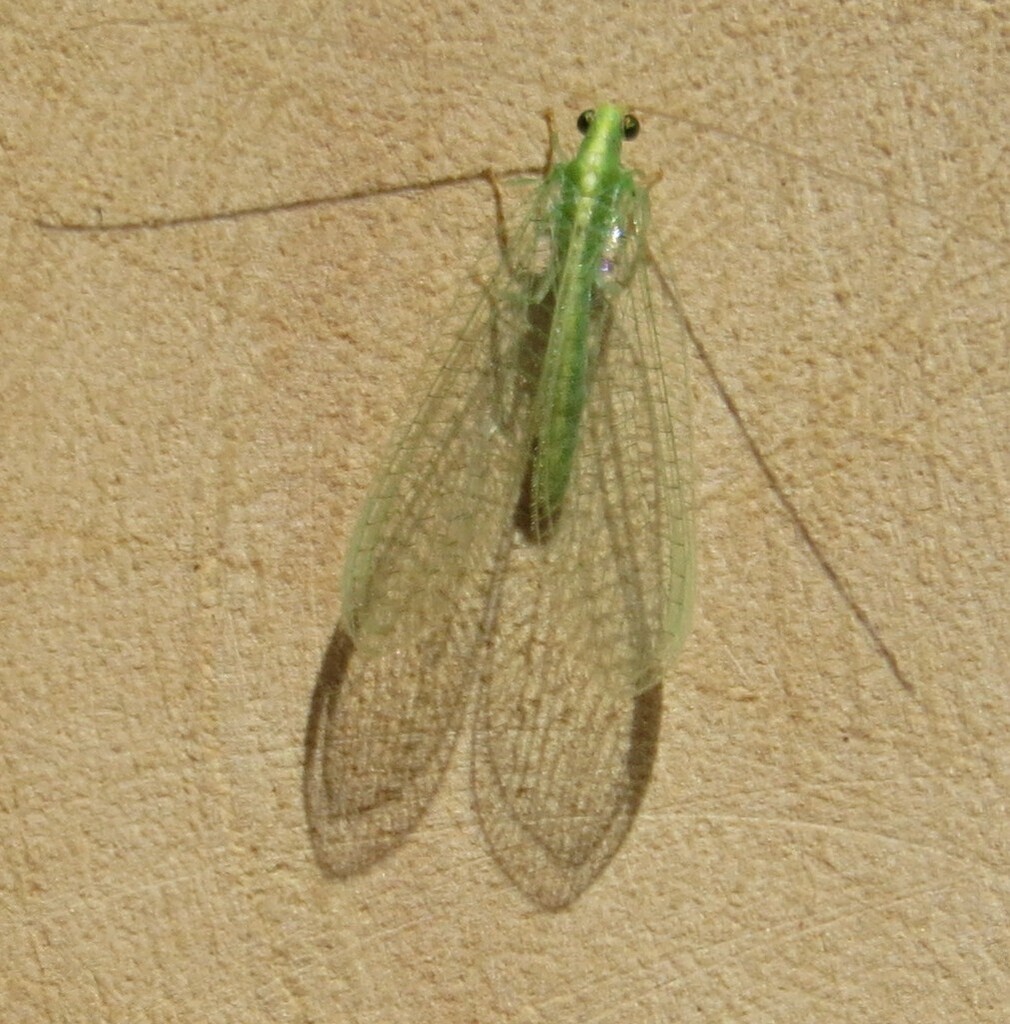 Chrysoperla pudica