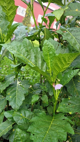 African eggplant