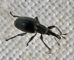 Apioninae