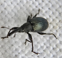 Apioninae