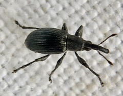 Apioninae