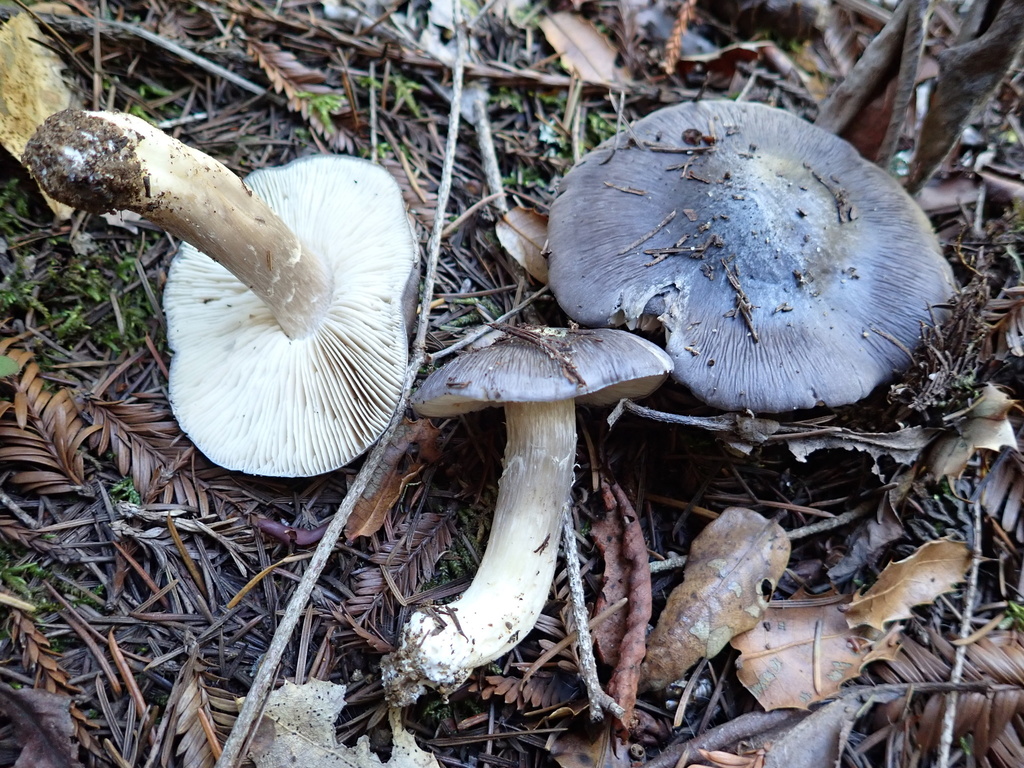 Entoloma medianox