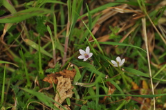 Erodium cicutarium dunense