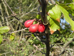 Paullinia sessiliflora