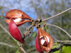 Paullinia sessiliflora