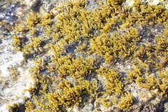 Splachnidium rugosum