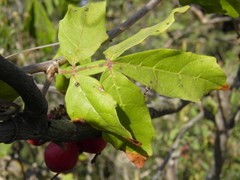 Paullinia sessiliflora