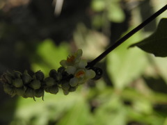 Paullinia sessiliflora