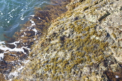 Splachnidium rugosum