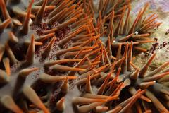 Acanthaster planci