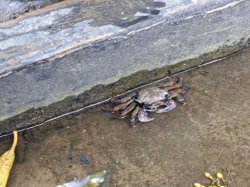 Purple Mangrove Crab