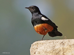 Thamnolaea cinnamomeiventris
