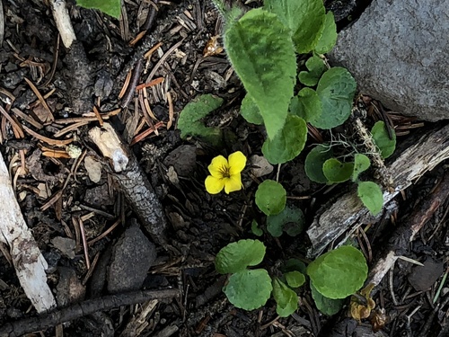 western roundleaf violet (Viola orbiculata)