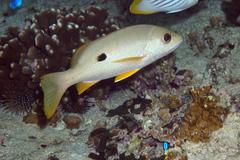 Lutjanus monostigma