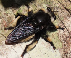 Hyperechia consimilis