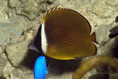 Chaetodon auripes