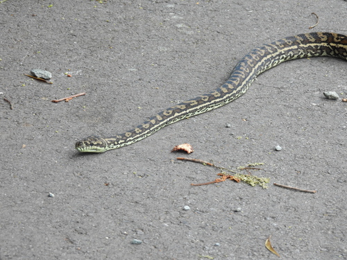 Coastal Carpet Python sighting