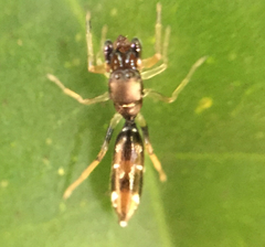 Myrmarachne nigella