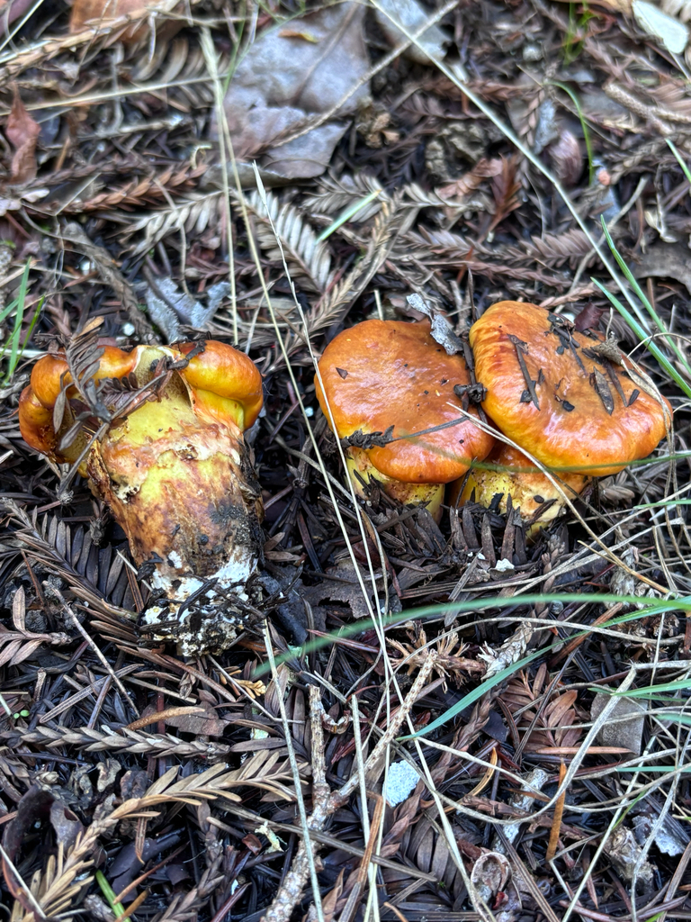Suillus ponderosus · November 2025 · photo: © reago (iNaturalist, cc-by)