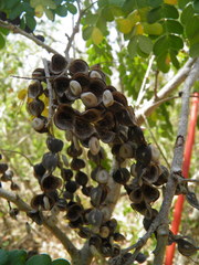 Piptadenia obliqua