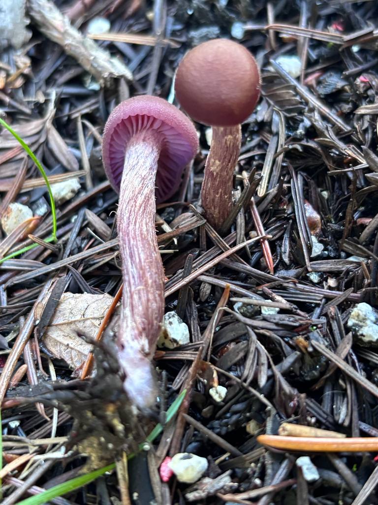 Laccaria amethysteo-occidentalis · November 2025 · photo: © reago (iNaturalist, cc-by)