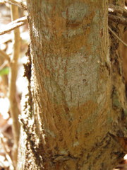 Piptadenia obliqua