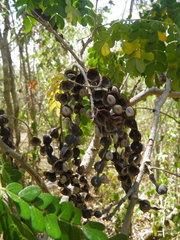 Piptadenia obliqua
