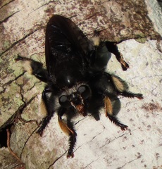 Hyperechia consimilis