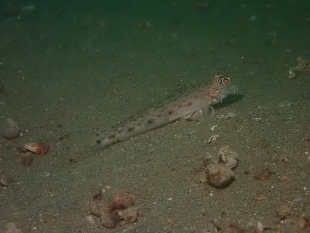 Chinwhisker goby (Sagamia geneionema) — Gobiidae