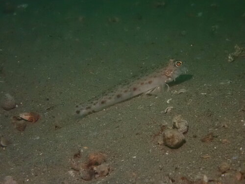 Chinwhisker goby (Sagamia geneionema) — Gobiidae
