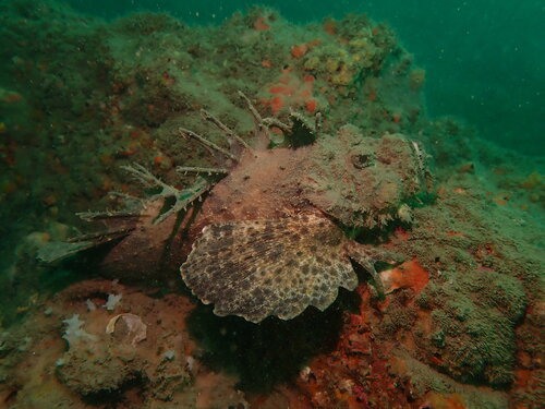 Scorpionfish (Inimicus japonicus) — Synanceiidae — 3