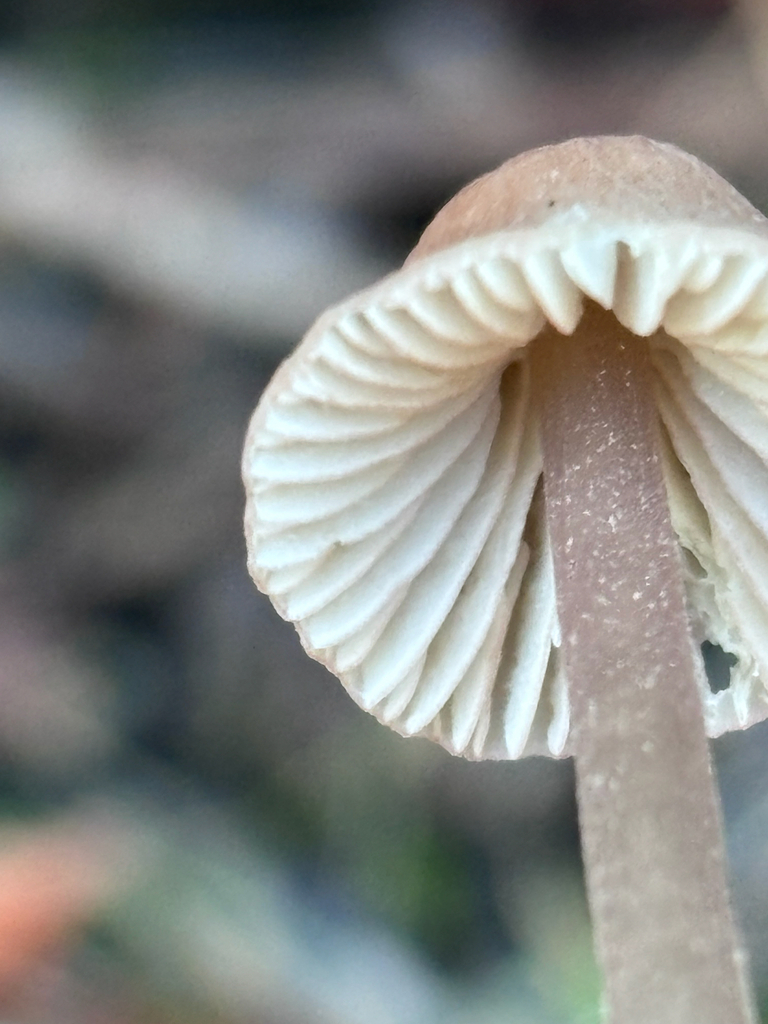 Mycena capillaripes · November 2025 · photo: © reago (iNaturalist, cc-by)