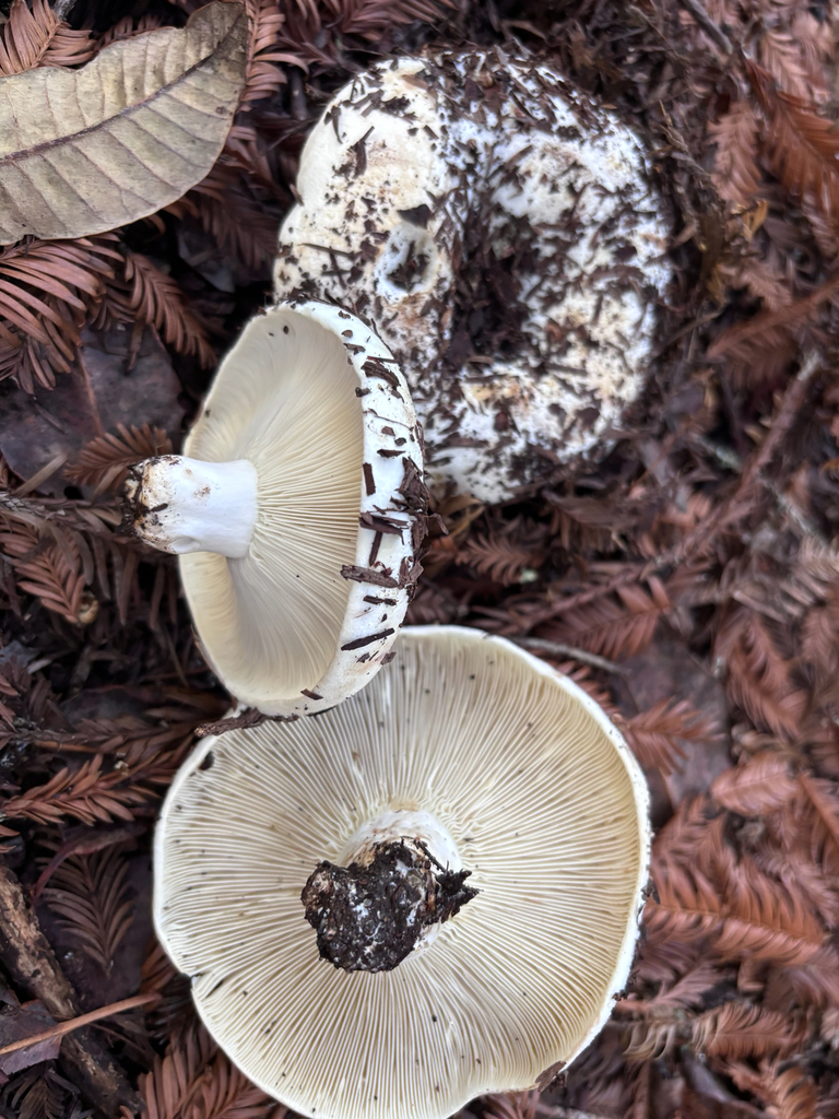 Russula brevipes · November 2025 · photo: © reago (iNaturalist, cc-by)