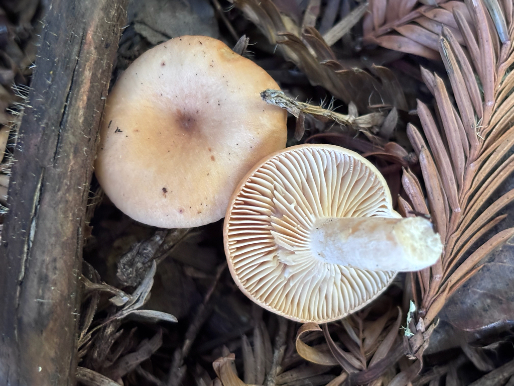 Lactarius xanthogalactus · November 2025 · photo: © reago (iNaturalist, cc-by)